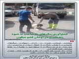  جمع‌آوری سگ‌های بلاصاحب رودبارقصران به شیوه زنده‌گیری