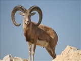 كشف و زنده‌گیری یک راس قوچ وحشی در دامداری شخصی لواسان بزرگ